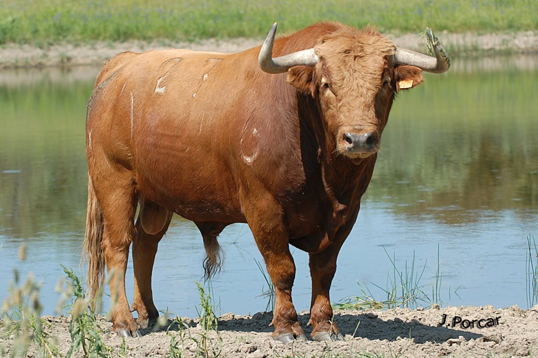 Resultado de imagen de toro colorado