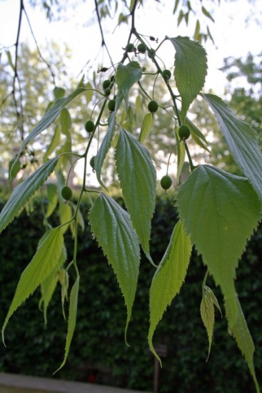 87-hojas-y-frutos-Celtis-australis_MER_130409_006-427x640